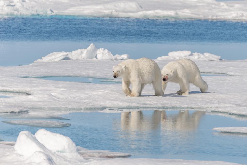 Large Cruise Ships Could Soon Be Banned From Svalbard