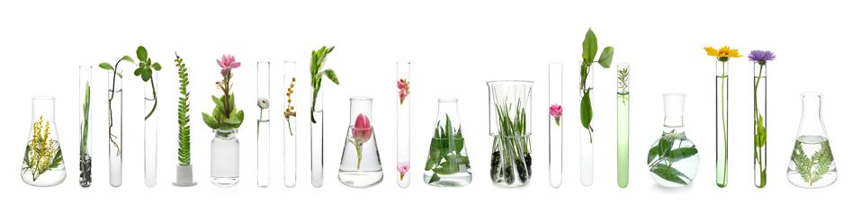 Laboratory glassware with plants on white background
