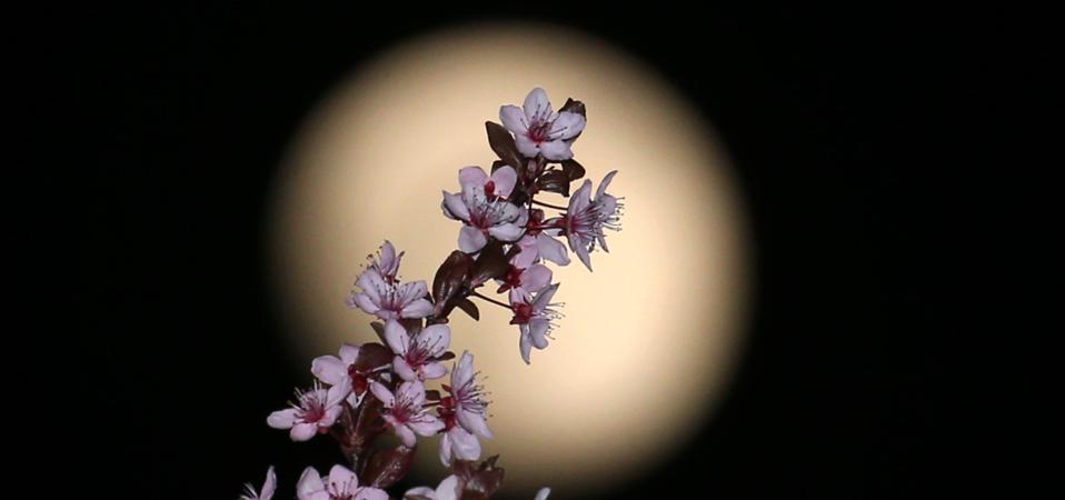 Moon behind ornamental cherry