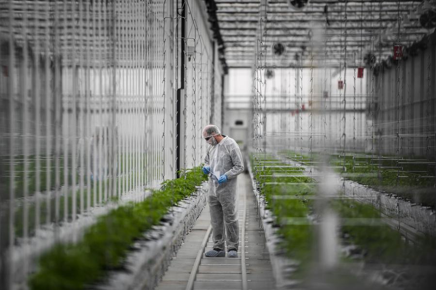 Top Cannabis Companies Have Lost Almost $10 Billion In Market Value Since Vaping Crisis Began