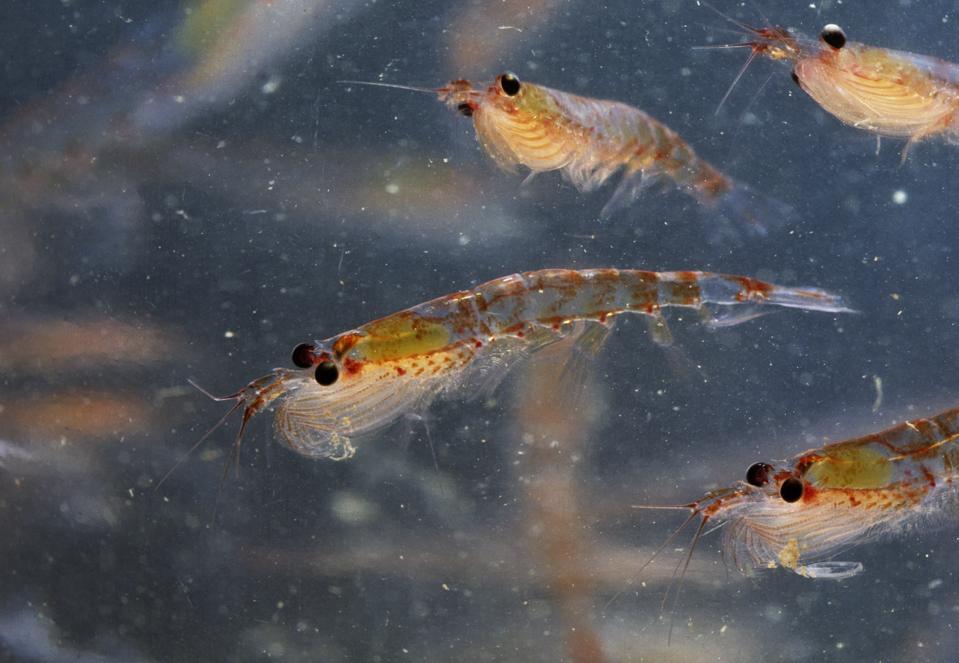 Antarctic Krill, Euphausia superba, Antarctica
