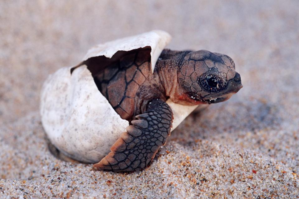 Where Oh Where Do All The Baby Sea Turtles Go Where Oh Where Do All The Baby Sea Turtles Go