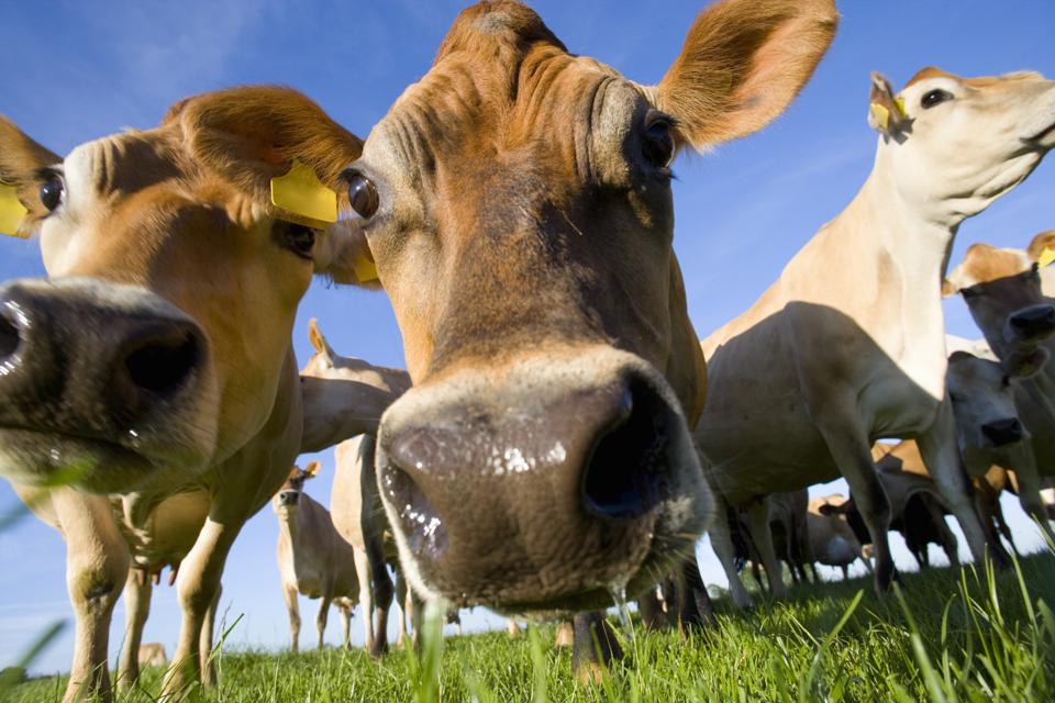 Herd of jersey cattle grazing in field on livestock farm