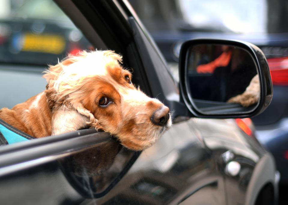 Those Three Clever Dogs Trained To Drive A Car Provide Valuable Lessons ...