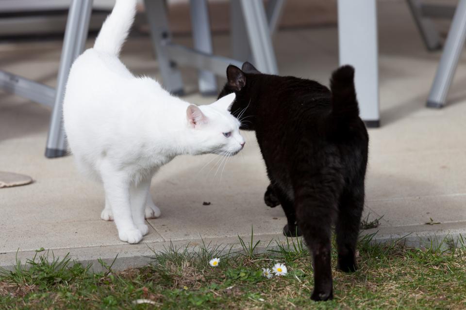 How Your Cat Communicates Using Butt Microbes How Your Cat Communicates Using Butt Microbes