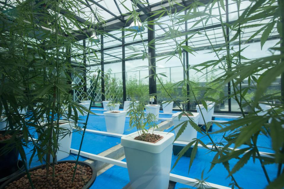 Cannabis plants used for medical purposes seen being display.