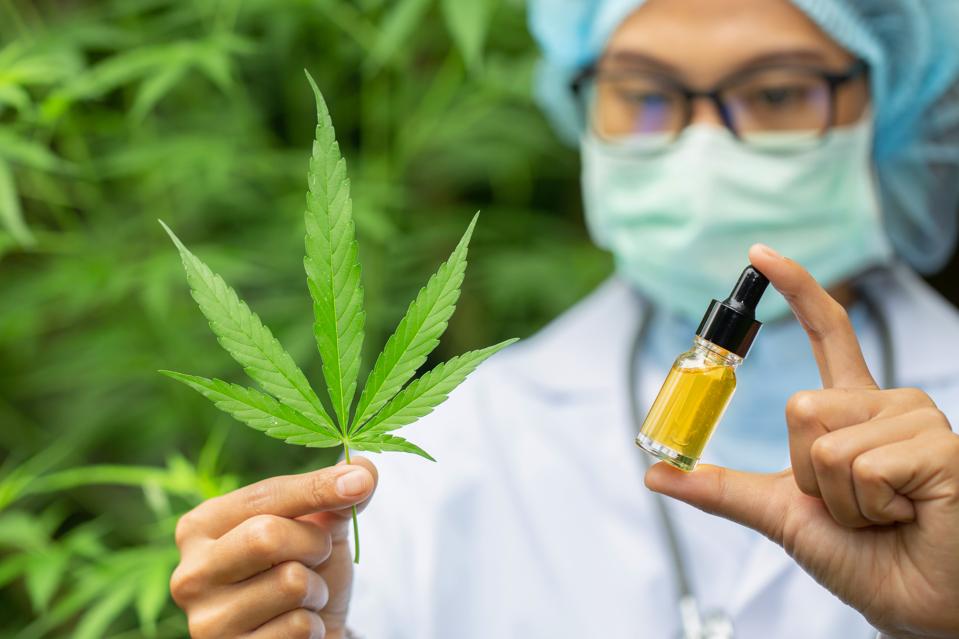 Portrait of scientist with mask, glasses and gloves researching and examining hemp oil in a greenhouse. Concept of herbal alternative medicine, cbd oil, pharmaceptical industry