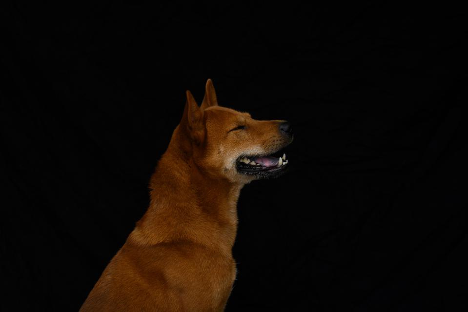 Doge Meme 2020