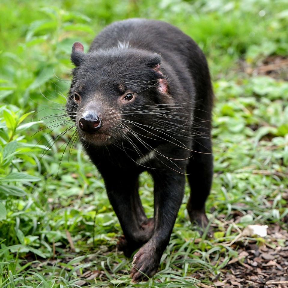 Tasmanian devil
