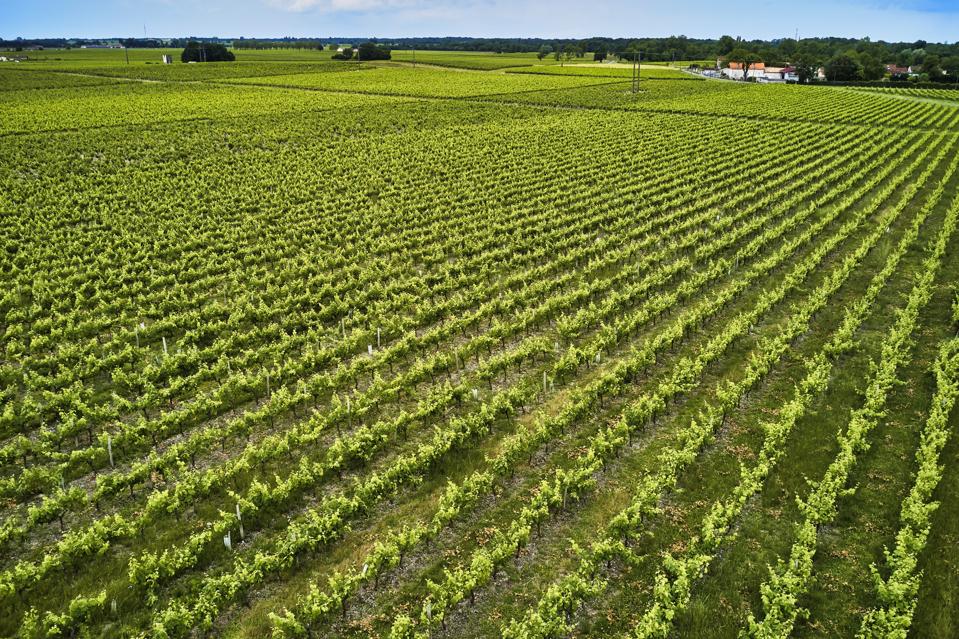 Médoc wine region, France