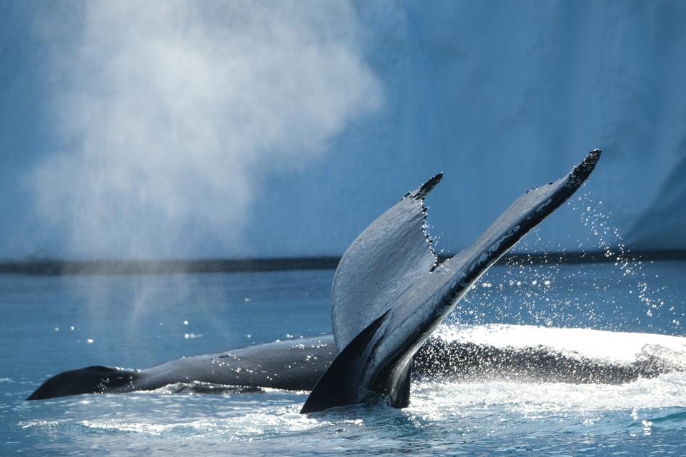 whales