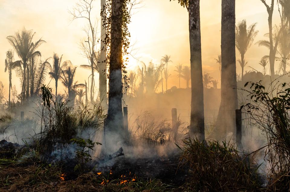 Amazon Forest Fire