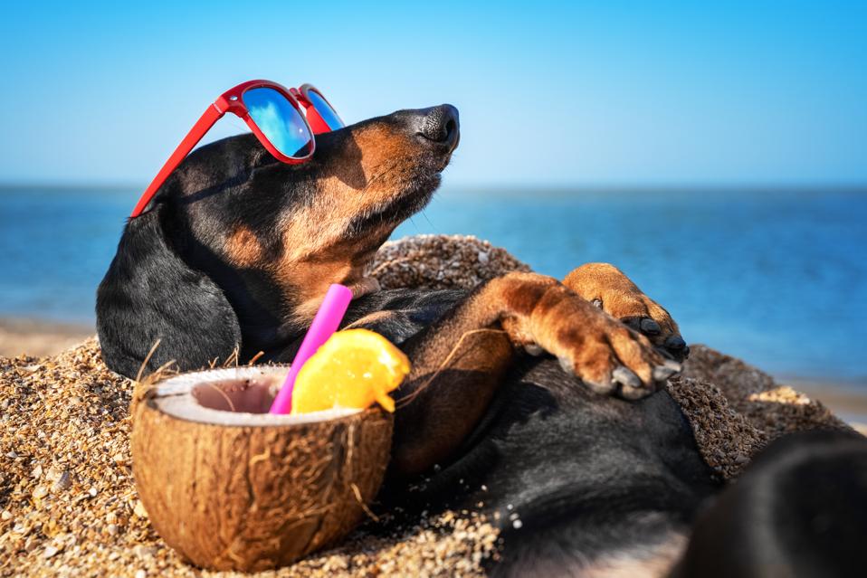 Beau chien de teckel, noir et feu, enterré dans le sable à la plage de la mer pendant les vacances d'été, portant des lunettes de soleil rouges avec un cocktail de noix de coco