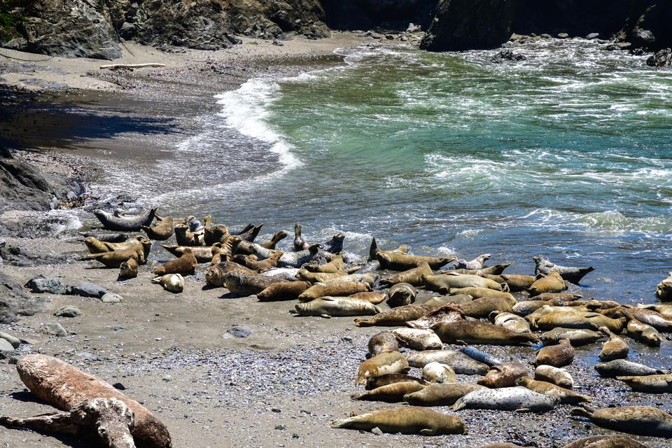 Harbor seals resting in a protected cove in Northern California. In 2000, over twenty harbor seals were found dead. A coronavirus may have played a role in the mass mortality event.