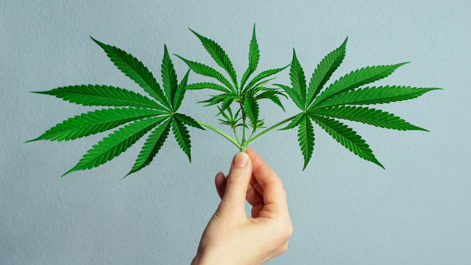 Woman's Hand Holding Fan Leaves from Medical Marijuana or Hemp Plant on Minimal Gray Background