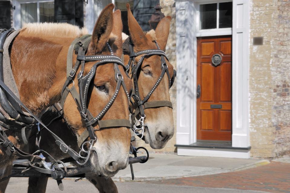 Horse-drawn carriage Charleston, South Carolina