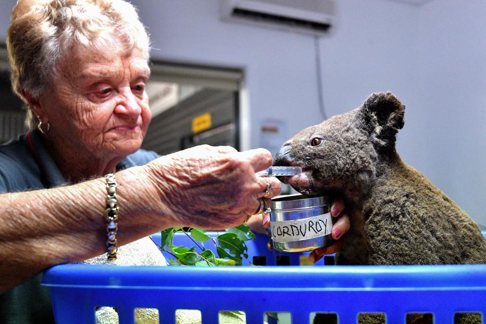 A dehydrated and injured koala receives treatment at the Port Macquarie Koala Hospital November 2 after being rescued from a bushfire.