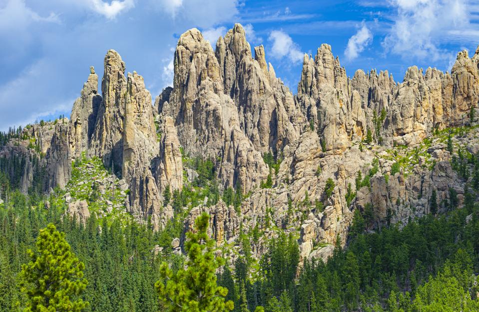 Spring Has Sprung In South Dakota s Custer State Park A Prime spring-has-sprung-in-south-dakota-s-custer-state-park-a-prime