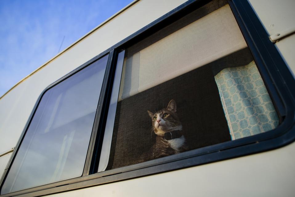 Low angle view of kitten looking through window while sitting in motor home seen through glass