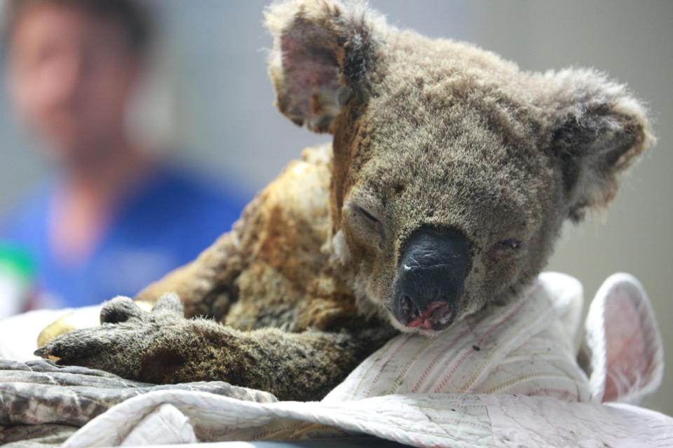 Fires May Have Killed Up To 1 000 Koalas Fueling Concerns Over The Future Of The Species