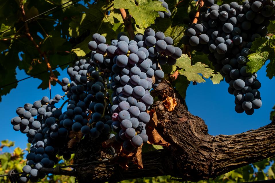 Wine grapes in Bolgheri, Tuscany, Italy