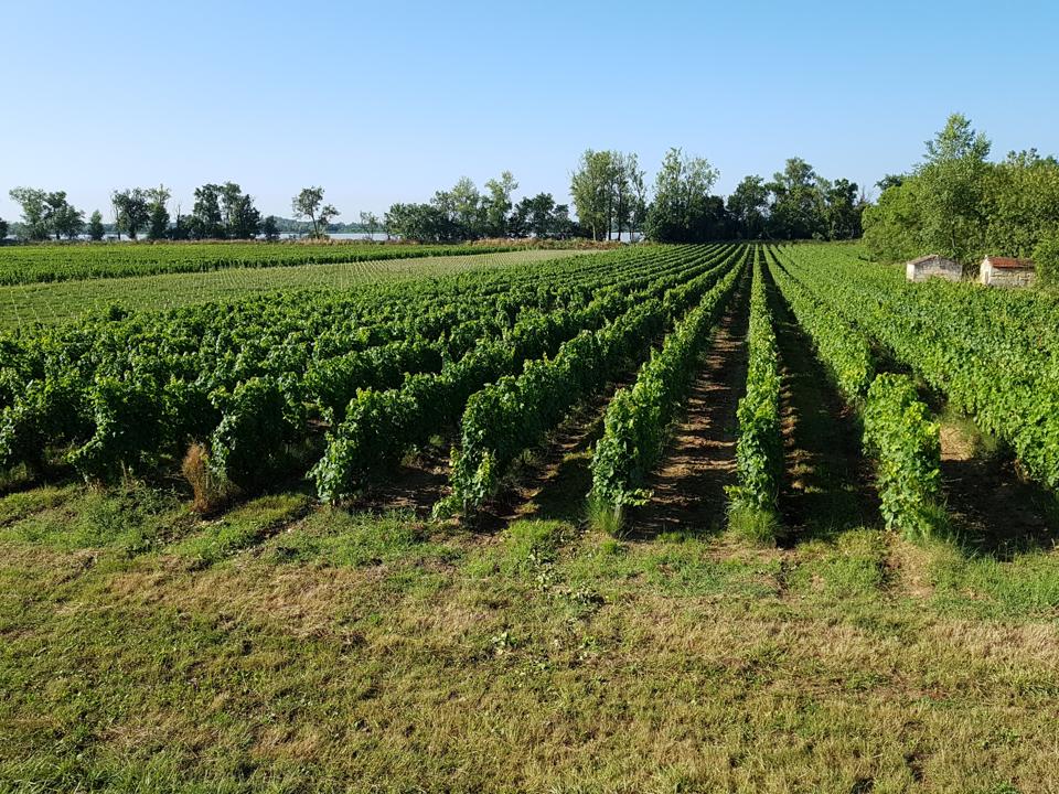 Bordeaux vineyards