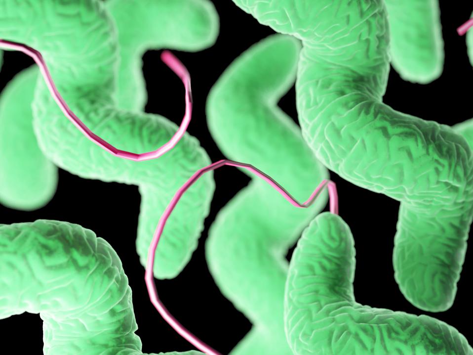 Campylobacter bacteria, illustration