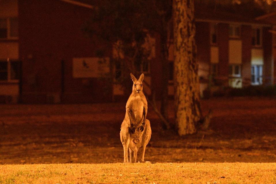 A kangaroo seeking refuge from nearby fires at a residential property Tuesday near the town of Nowra in New South Wales.