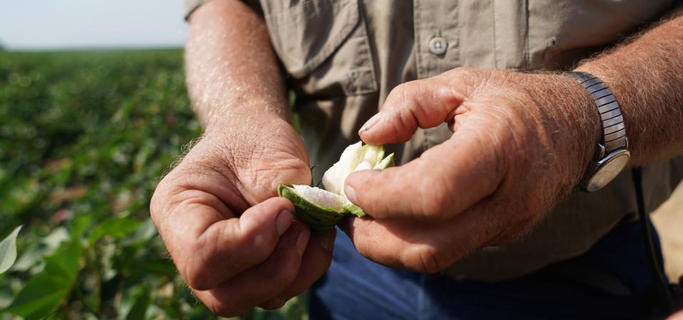 Xinhua Headlines: Struggling to profit from cotton, U.S. farmer counts on trade deal with China