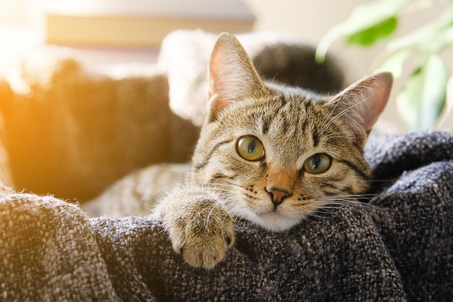 First Humans, Now Pets: Cats In Infected Or Self-Isolating Homes Told To Stay Indoors
