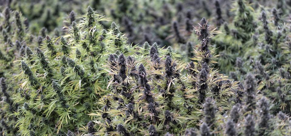 Flowering field of industrial hemp...
