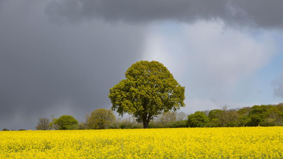 Dark rain clouds and sun over an oak tree in England.