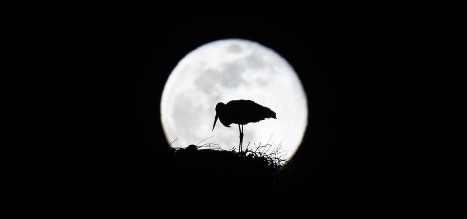Super Pink Moon in Edirne