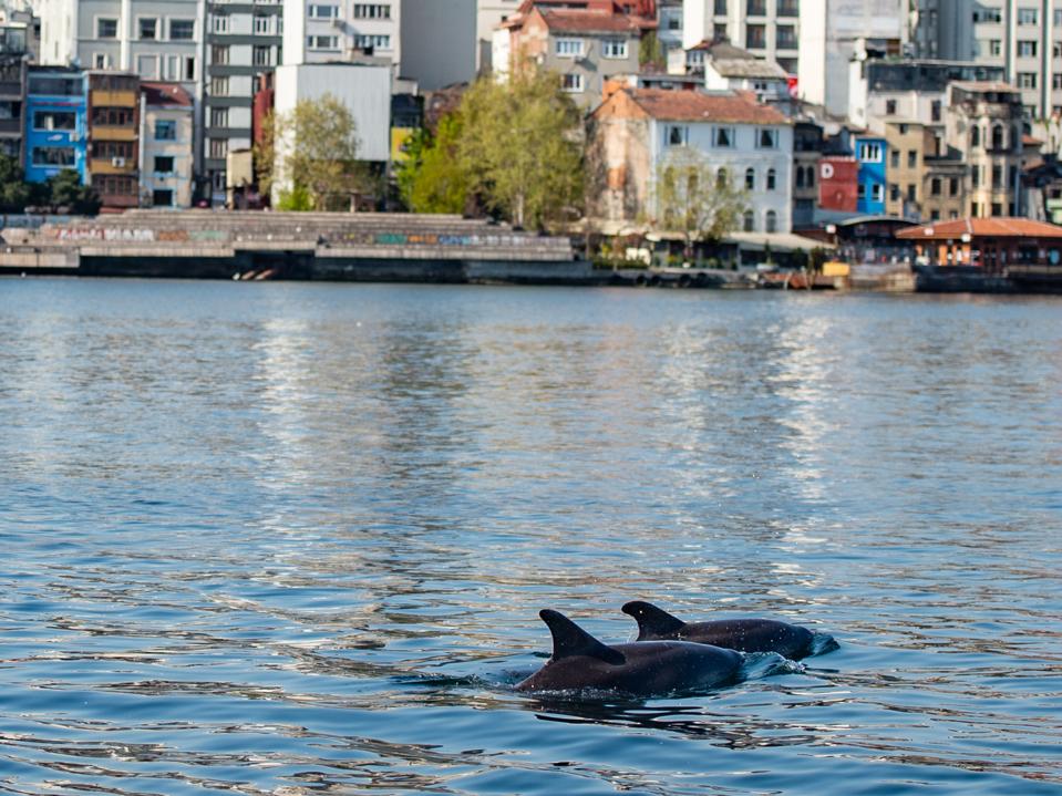 TURKEY-HEALTH-VIRUS-ANIMALS