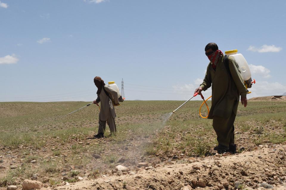 AGRICULTURE-CLIMATE-WEATHER-LOCUSTS