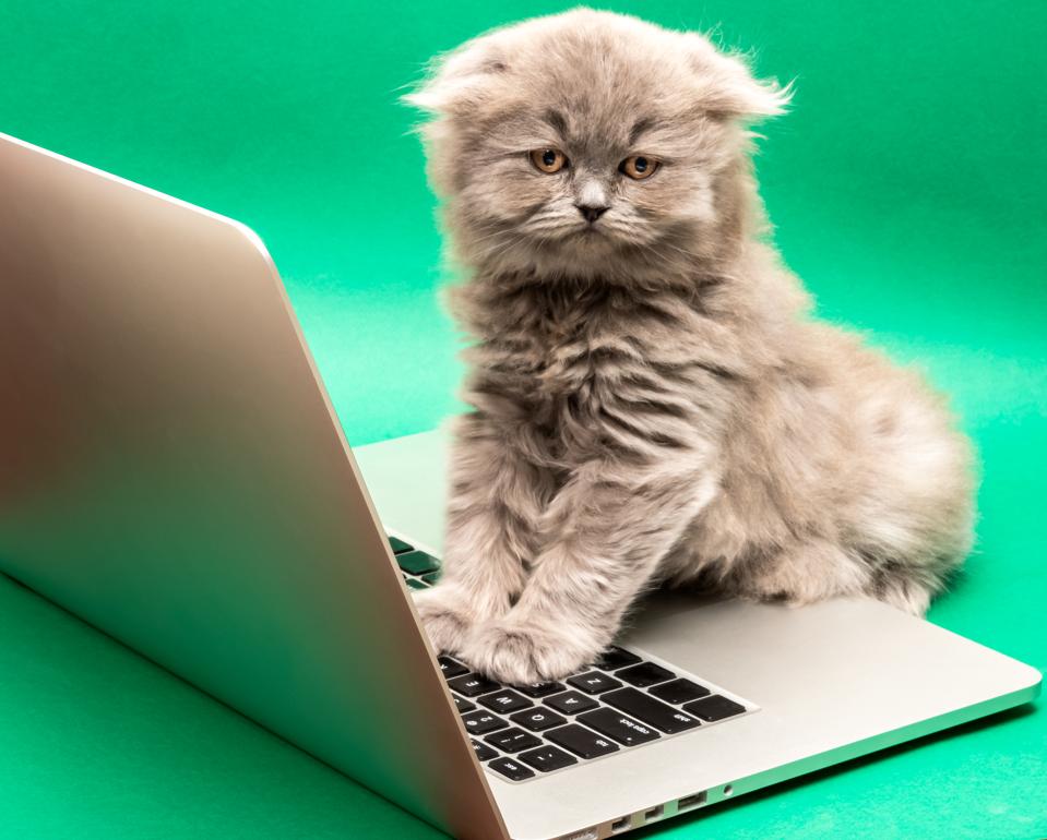 beware of this internet cat s meow it