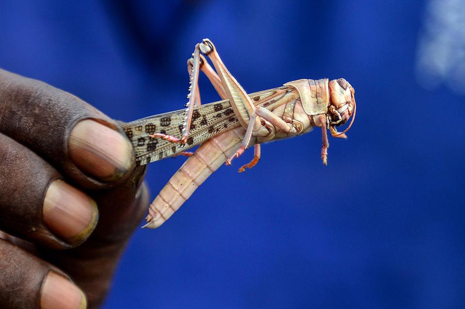 What’s Up With Those Locust Swarms?