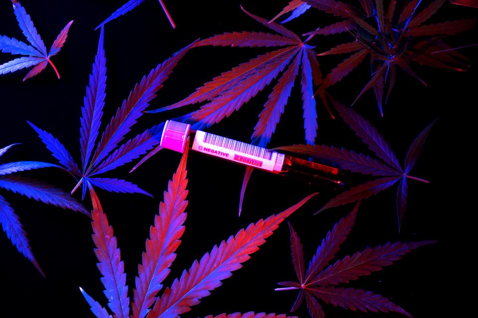 More research could help us learn how cannabis and CBD can help fight coronavirus