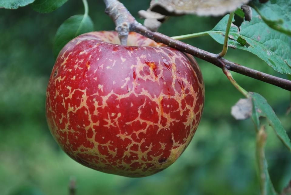 An Organically Grown Liberty Apple