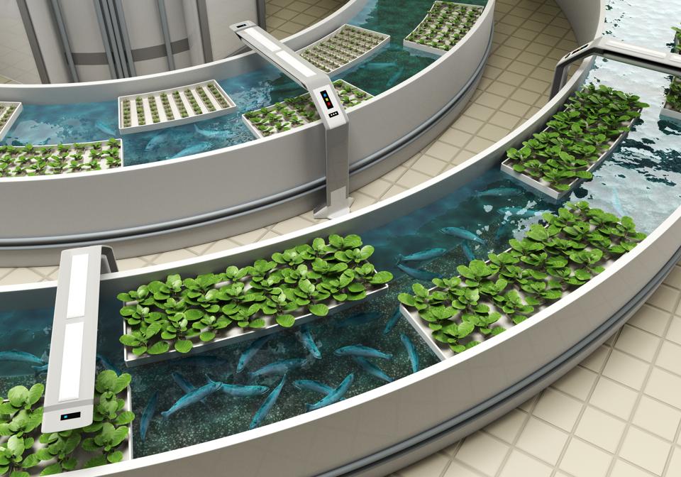 Aquaponics system in which fish and vegetables grow together. Combining aquaculture and hydroponics.