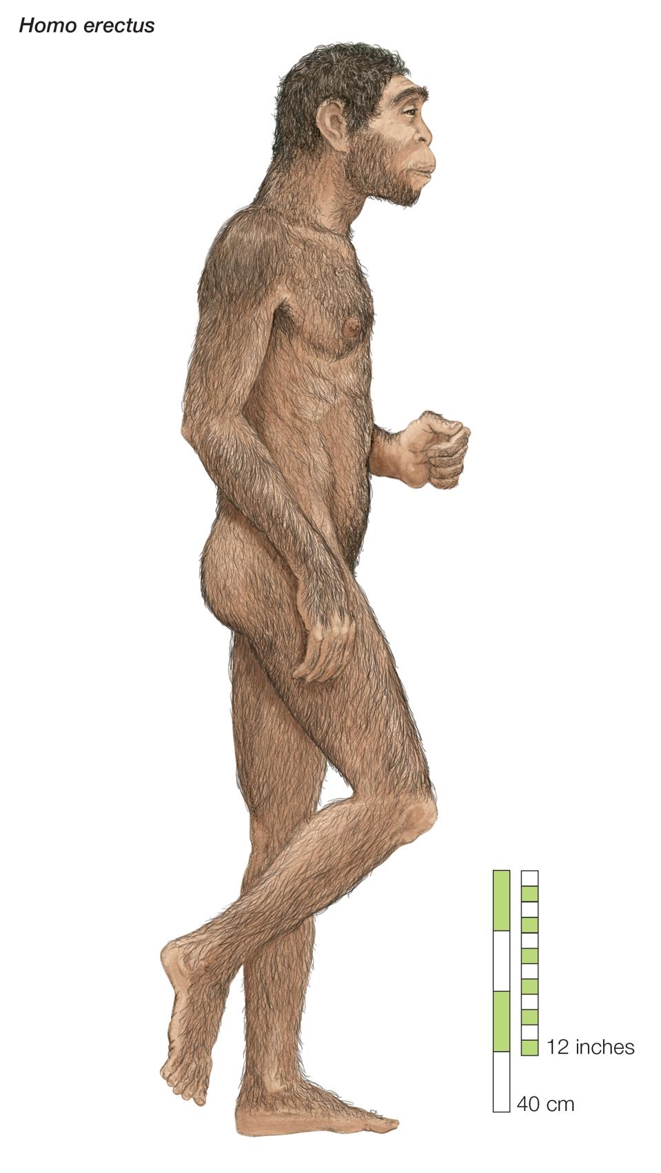 Homo Erectus, ″Upright Man,″ Which Lived From Approximately 1,700,000 To 200,000 Years Ago.