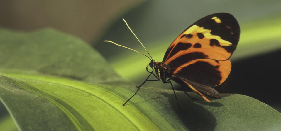 Numata longwing butterfly resting on a leaf Heliconius numata This unpalatable tropical butterfly co-mimics other unpalatable tiger-pattern butterflies in the genus Melinaea Butterfly farm, La Selva Reserve, Rio Napo drainage, Amazon Basin, Ecuado
