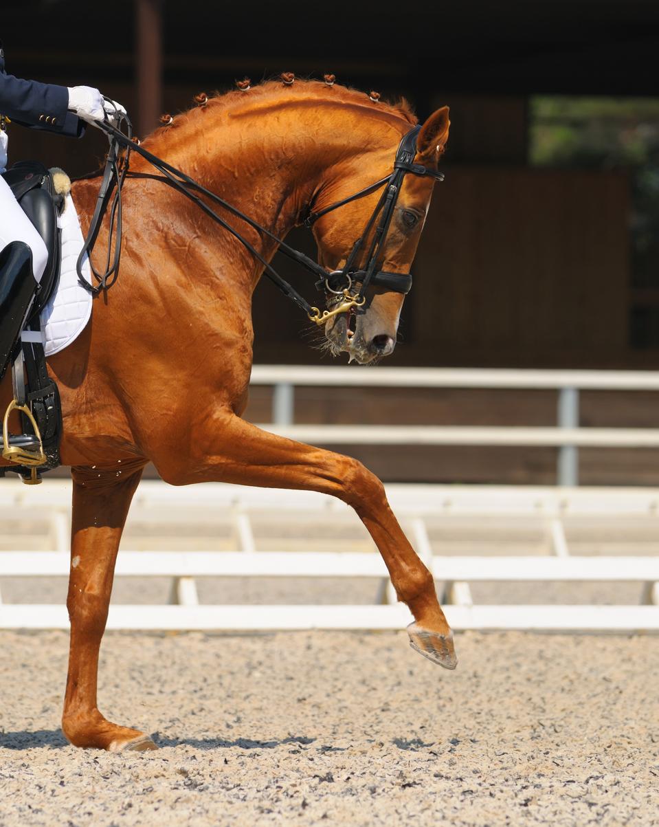 Dressage: portrait of sorrel horse