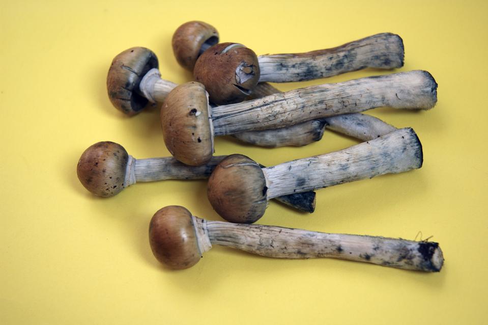 magic mushrooms