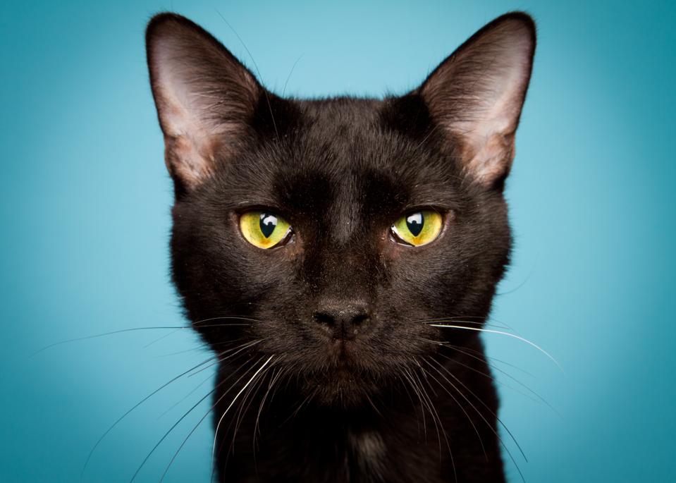 Adorable Cat Cafes For Your Feline Fix