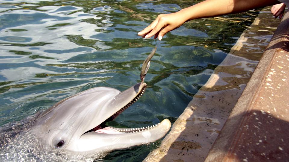 Self-driving cars can learn from the case of feeding wild dolphins.