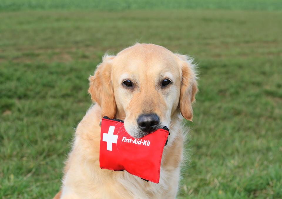 Dog with First-Aid-Kit