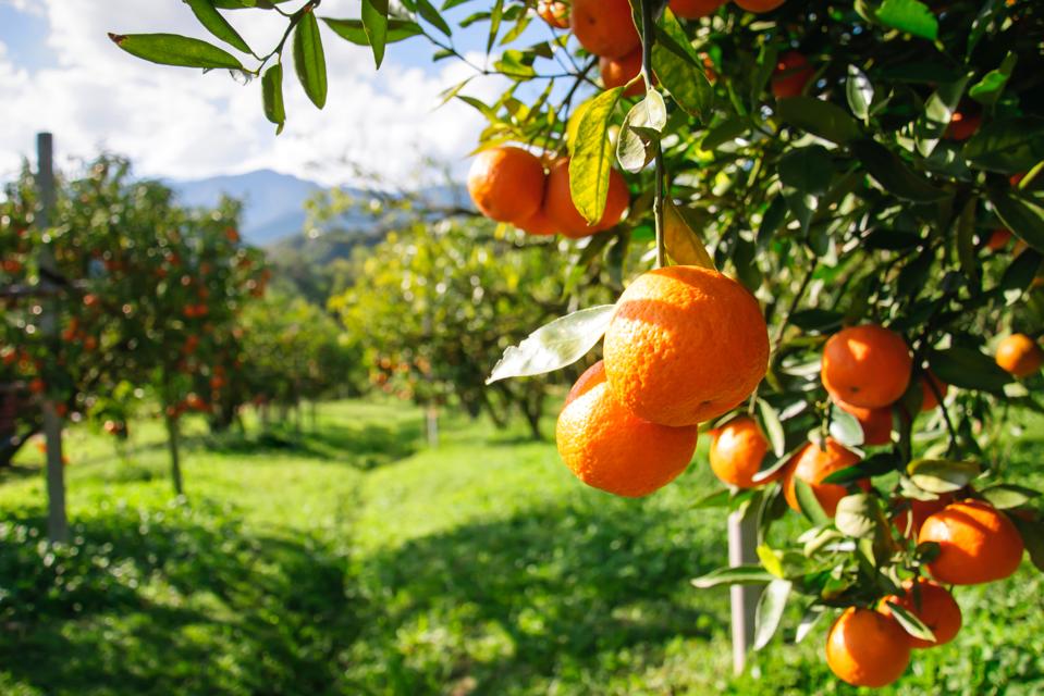 Orange tree.