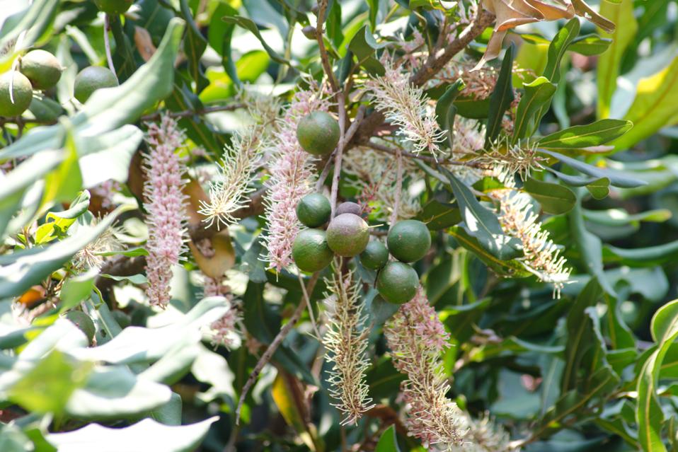 Macadamia nuts and flowers.