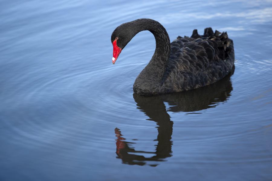 Black Swans Started The Selloff, Now Economic Gravity Will Finish It